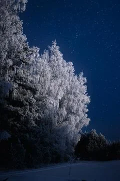 Snow Covered Trees Under Starry Winter Night Sky Stock Photos