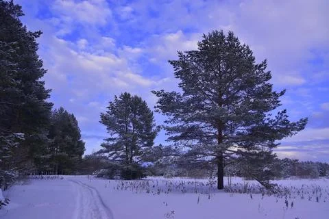 Snow-covered trees in the Ural winter forest. Winter in the foothills of the  Stock Photos
