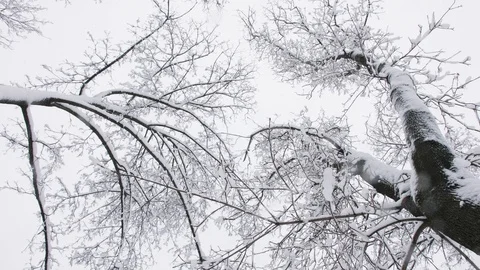Snow covered trees view from below Stock Footage 126204819