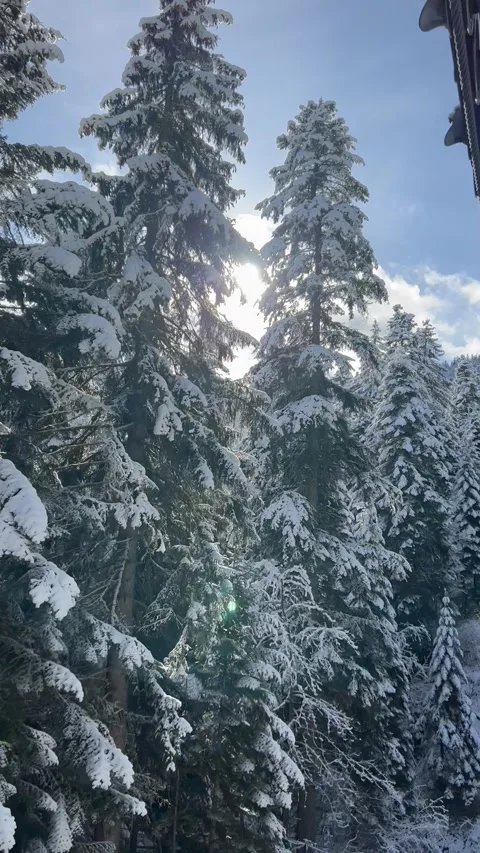 Snow covered trees view from mountain chairlift ski resort vertical video Stock Footage 306666972