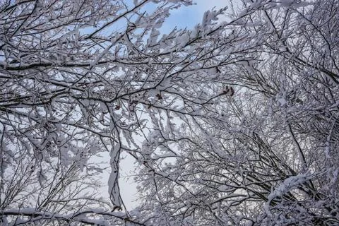 Snow-Covered Trees Viewed from Ground to Sky Stock Photos