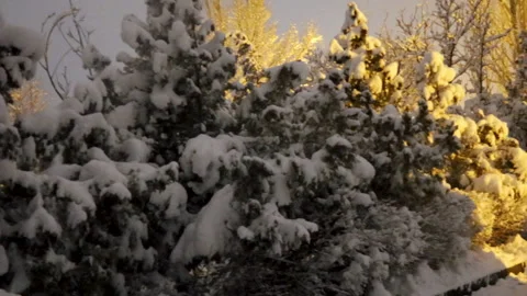 Snow-covered trees in warm winter light Stock Footage 268177360
