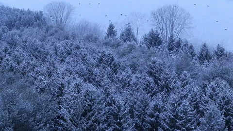 Snow covered trees with water in background on cold winter day Stock Footage 127260574