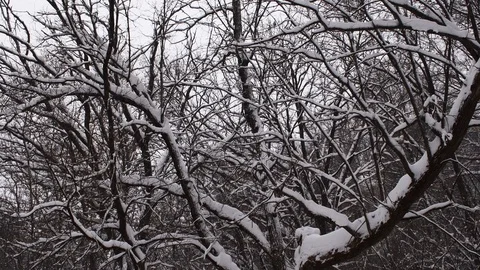 Snow covered trees while snowfall Stock Footage 108570737