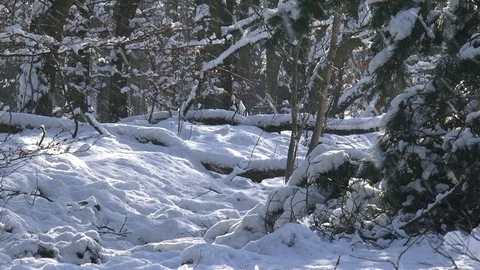Snow covered trees, wind and thaw causing snowfall Stock Footage 105803319