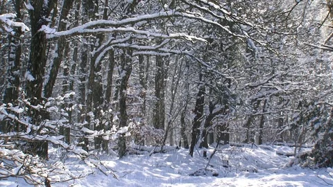 Snow covered trees, wind causing snowfall Stock Footage 105803265