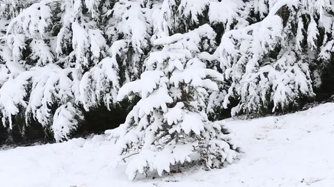Snow covered trees in the wind Stock Footage 69714553