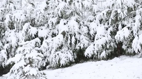 Snow covered trees in the wind Stock Footage 69714554