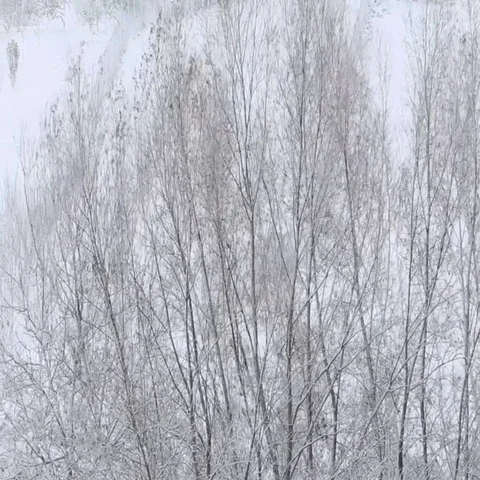 Snow covered trees in the wind Stock Footage 69714785