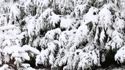 Snow covered trees in the wind Stock-Footage 69714855