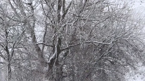 Snow covered trees in the wind Stock Footage 69714857
