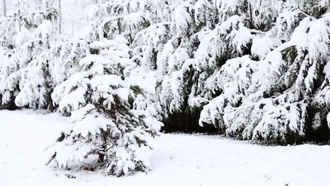 Snow covered trees in the wind Video stock 69714884