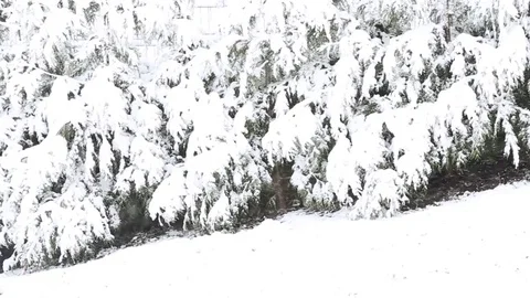 Snow covered trees in the wind Stock Footage 69714911