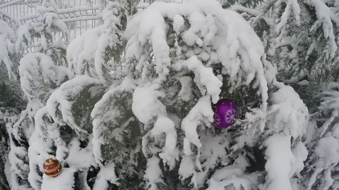 Snow covered trees in the wind Stock Footage 70095635