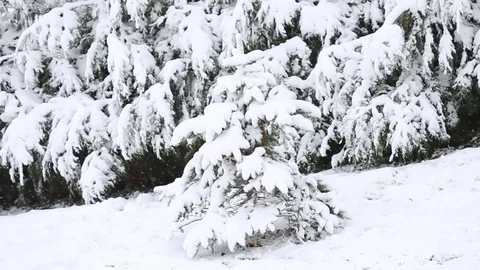 Snow covered trees in the wind , winter storm Stock Footage 69714556