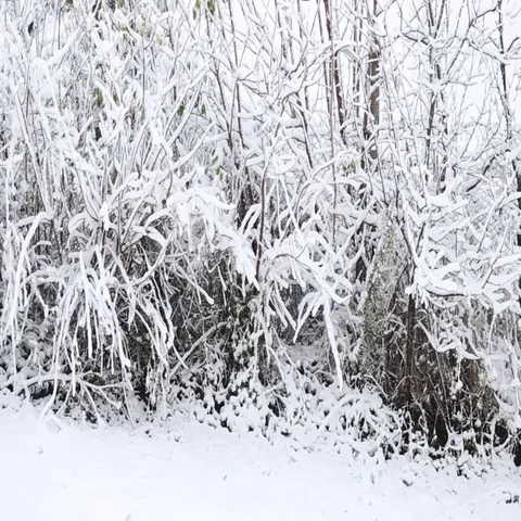 Snow covered trees in the wind , winter storm Stock Footage 69714599