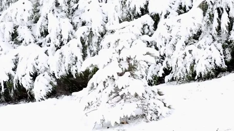 Snow covered trees in the wind , winter storm Stock Footage 69714622