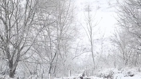 Snow covered trees in the wind , winter storm Stock Footage 69714724