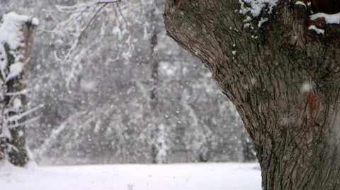 Snow Covered Trees Winter Stock Footage 33908414