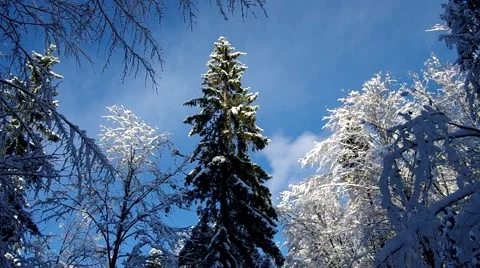 Snow covered trees in winter Stock Footage 46620491