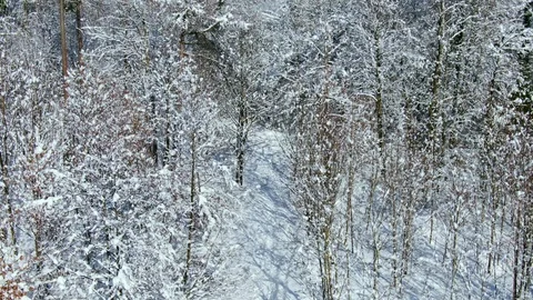Snow covered trees in winter Stock Footage 102949682
