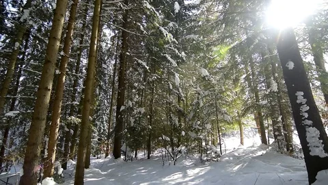 Snow covered trees in winter Stock Footage 129421888