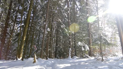 Snow covered trees in winter Stock Footage 129421936