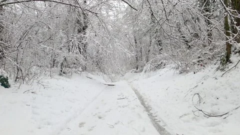 Snow covered trees in winter Stock Footage 146339390