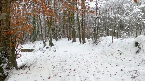 Snow covered trees in winter Stock Footage 146340054