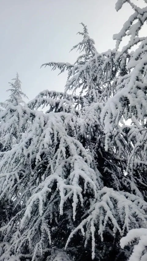 Snow covered trees in winter Video stock 296883370