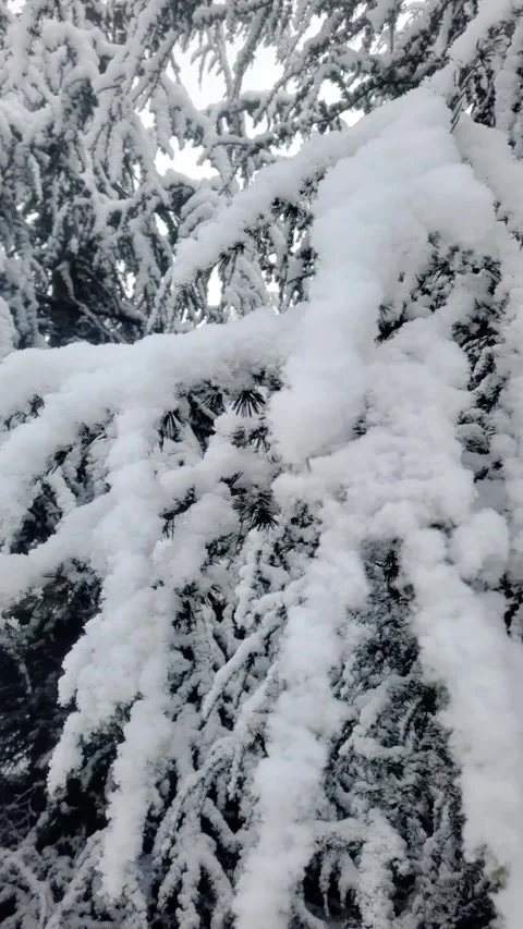 Snow covered trees in winter Stock Footage 296883506