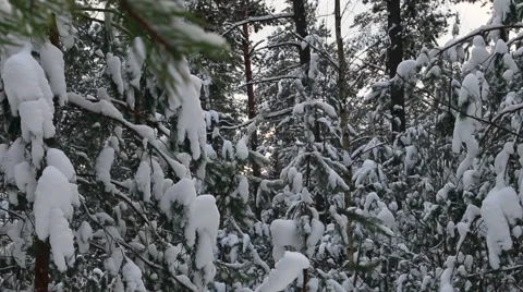 Snow-covered trees in the winter forest Video stock 60368368