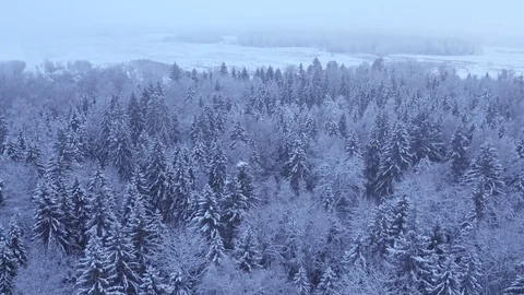 Snow-covered trees winter forest aerial view Stock Footage 72233854
