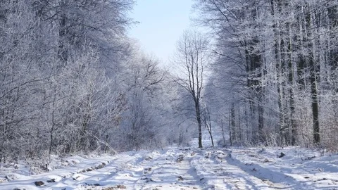 Snow covered trees in the winter forest with road Video stock 72400383