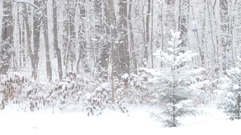 Snow covered trees in winter forest Stock Footage 100125440