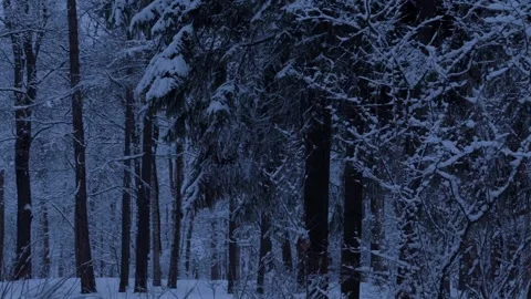 Snow covered trees in winter forest. Winter season nature background. Night. Stock Footage 103378389