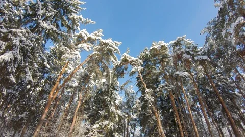 Snow-covered trees in winter forest. Slow motion, steadicam shot Stock-Footage 103816149