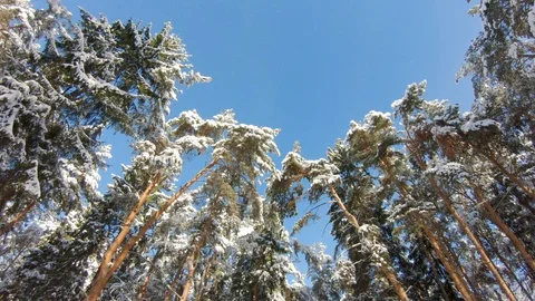 Snow-covered trees in winter forest. Slow motion, steadicam shot Stock-Footage 103816180