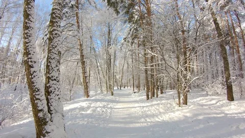 Snow-covered trees in winter forest. Slow motion, steadicam shot Stock-Footage 103816181