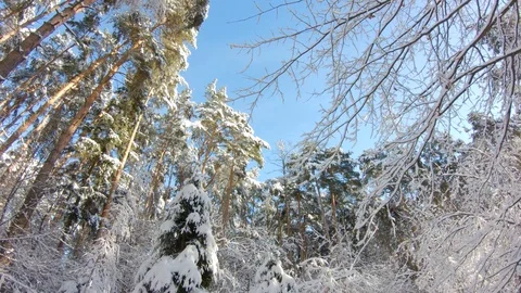 Snow-covered trees in winter forest. Slow motion, steadicam shot Stock-Footage 103816204