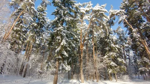 Snow-covered trees in winter forest. Slow motion, steadicam shot Stock-Footage 103816205