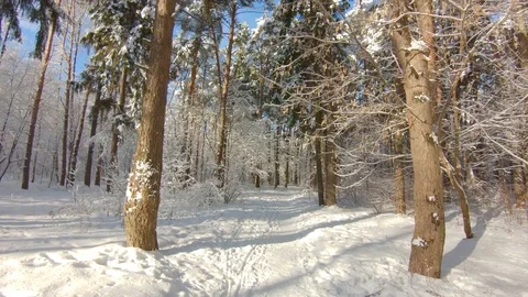 Snow-covered trees in winter forest. Slow motion, steadicam shot Stock-Footage 103816241