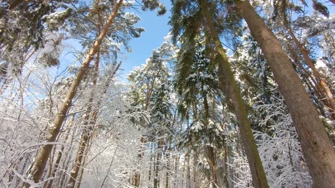 Snow-covered trees in winter forest. Slow motion, steadicam shot Stock-Footage 103816242