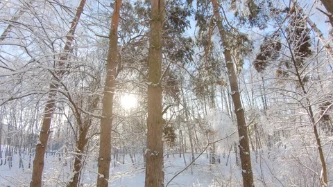 Snow-covered trees in winter forest. Slow motion, steadicam shot Stock-Footage 103816278
