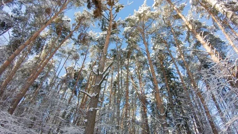Snow-covered trees in winter forest. Slow motion, steadicam shot Stock-Footage 103816293
