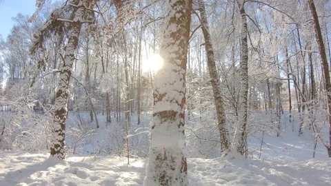 Snow-covered trees in winter forest. Slow motion, steadicam shot Stock-Footage 103816294