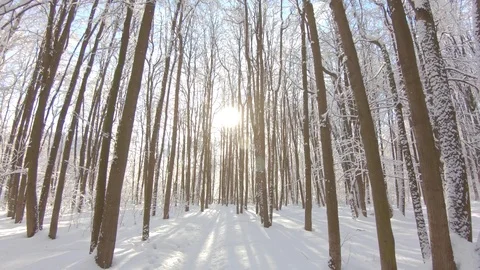 Snow-covered trees in winter forest. Slow motion, steadicam shot Stock-Footage 103816315