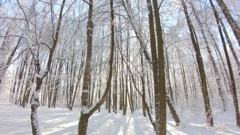 Snow-covered trees in winter forest. Slow motion, steadicam shot Stock-Footage 103816323