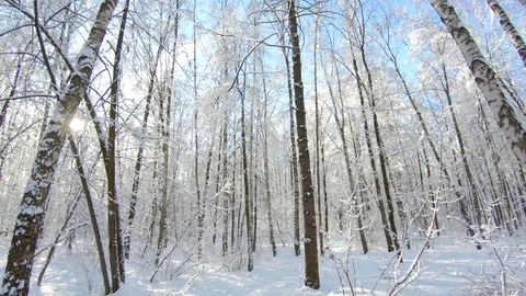 Snow-covered trees in winter forest. Slow motion, steadicam shot Stock-Footage 103816326