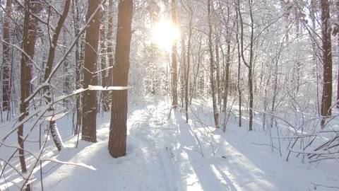 Snow-covered trees in winter forest. Slow motion, steadicam shot Stock Footage 103816346